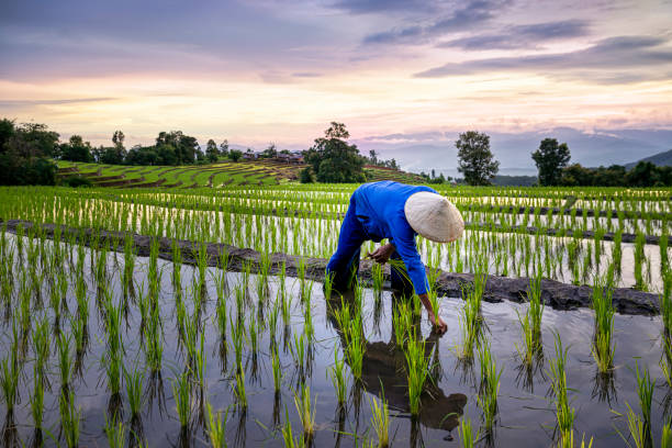 manganese carbonate used in agriculture